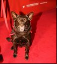 Red Dog Sydney Movie Premier; Paws Up For Aussie Flick, by Eva Rinaldi - 2nd August 2011 